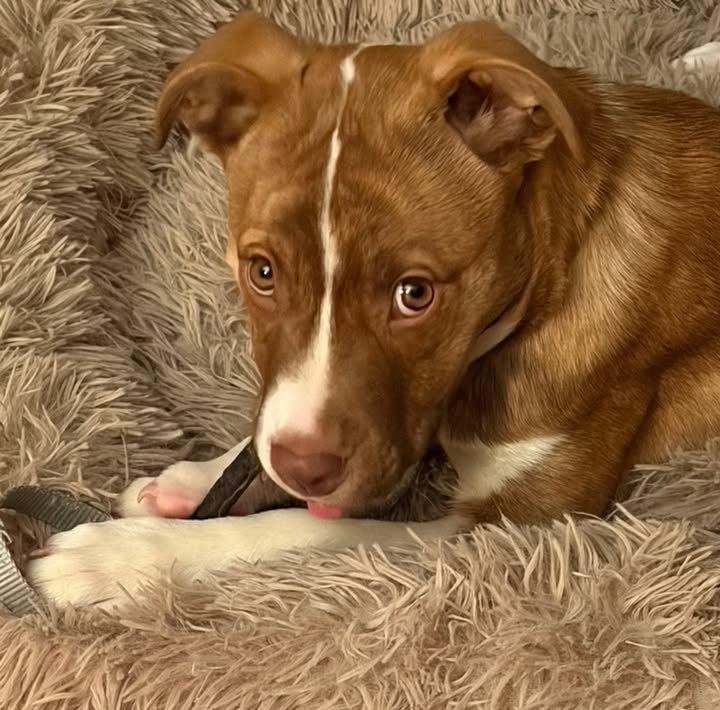 Laverne, ADOPTABLE, Puppy Female Boxer & Australian Shepherd.