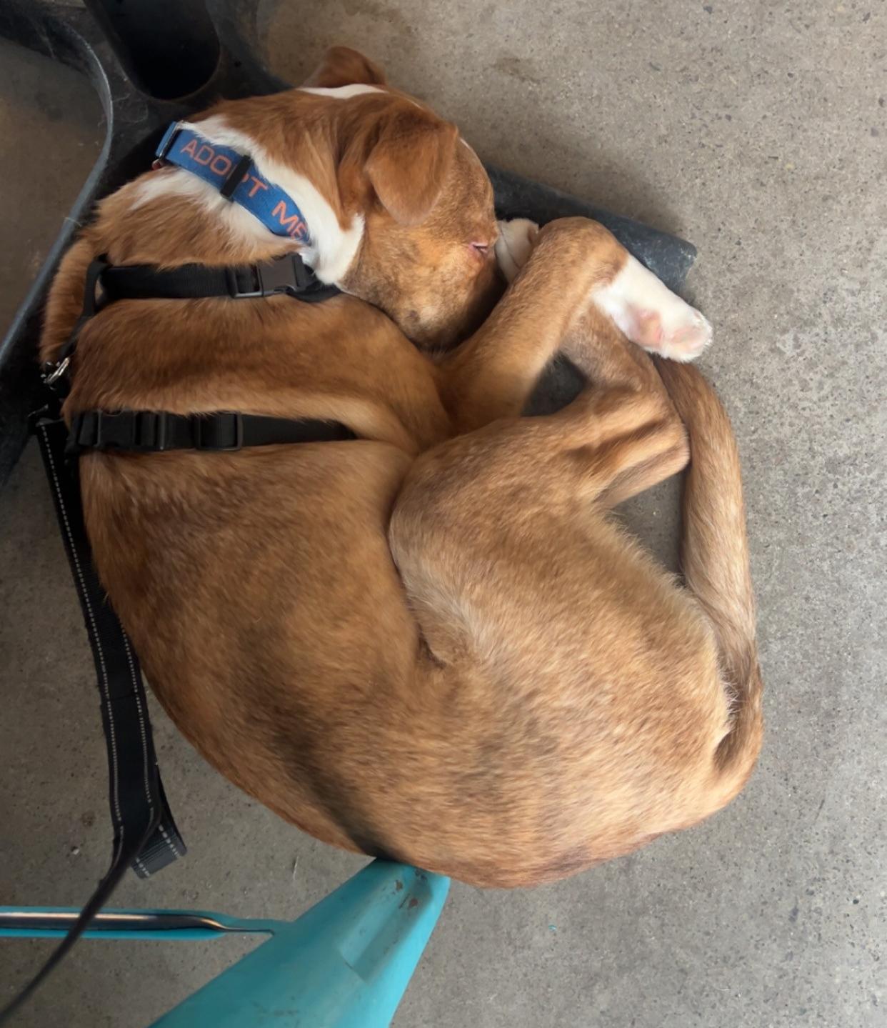 Enlarge Laverne, a ADOPTABLE mixed breed in Conesus, NY image 3/5