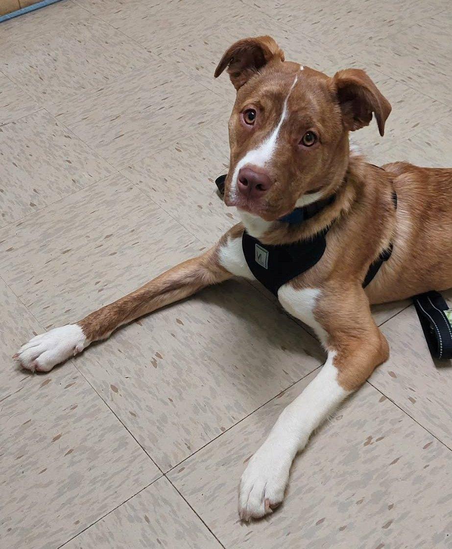 Enlarge Laverne, a ADOPTABLE mixed breed in Conesus, NY image 5/5