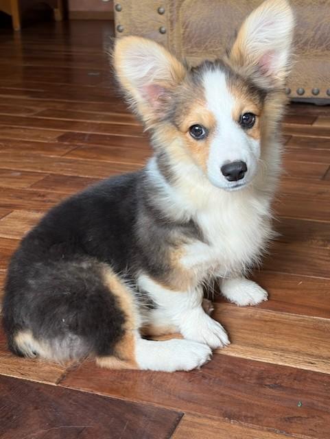 Honey, Adoptable, Puppy Female Pembroke Welsh Corgi.