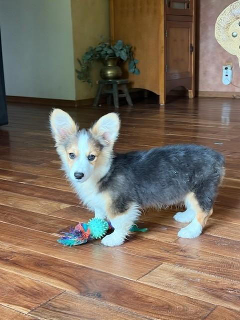 Enlarge Honey, a Adoptable Pembroke Welsh Corgi in Bend, OR image 2/2