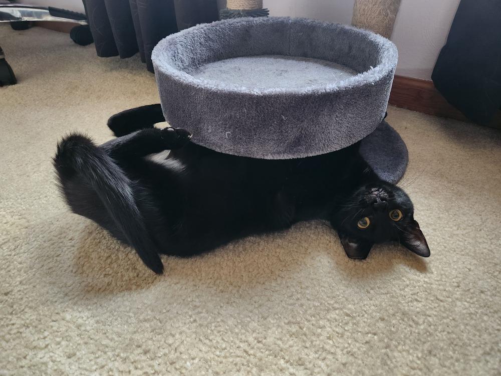 Meredith, Adoptable, Young Female Domestic Short Hair.