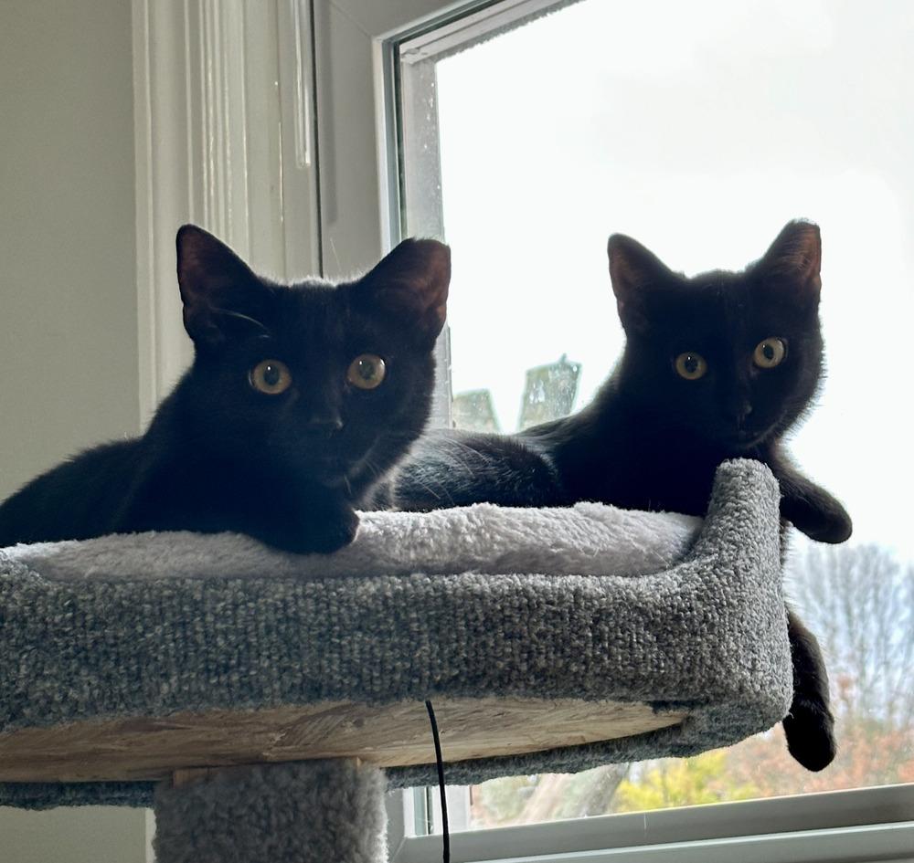 Meredith, a Adoptable Domestic Short Hair in Virginia Beach, VA image 2/6