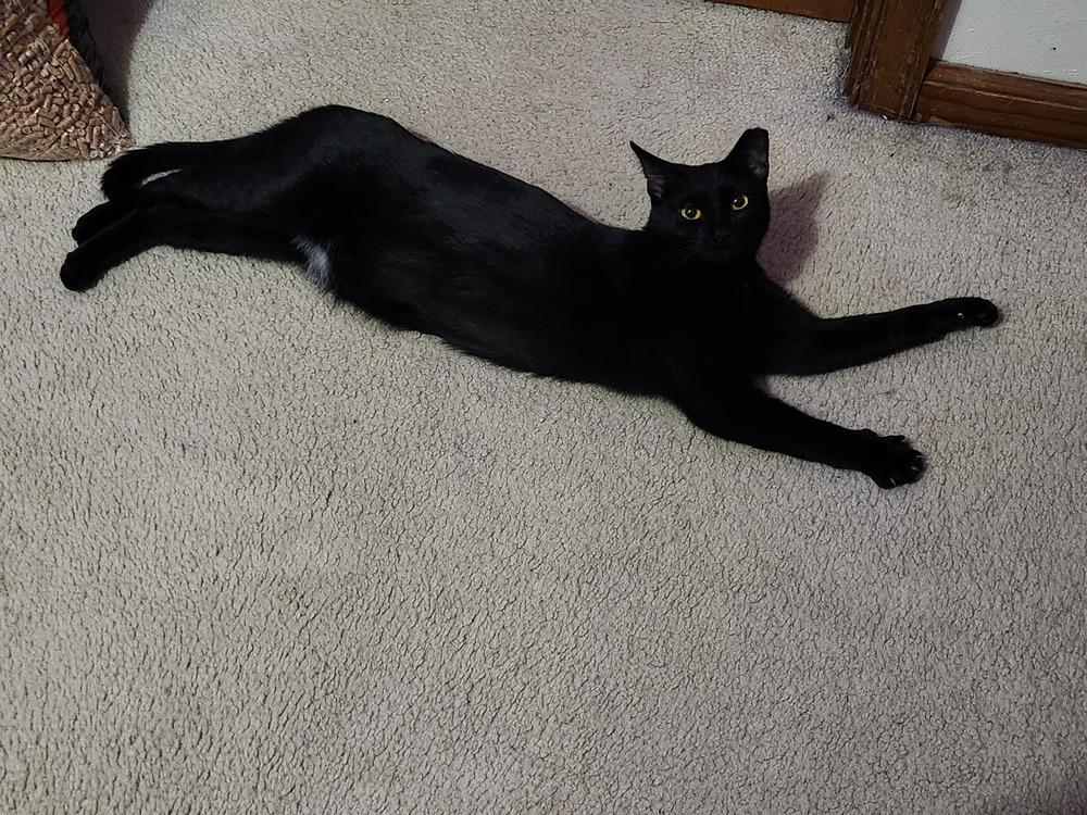 Meredith, a Adoptable Domestic Short Hair in Virginia Beach, VA image 3/6