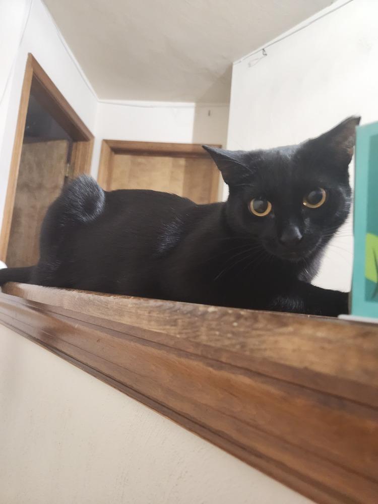 Meredith, a Adoptable Domestic Short Hair in Virginia Beach, VA image 4/6