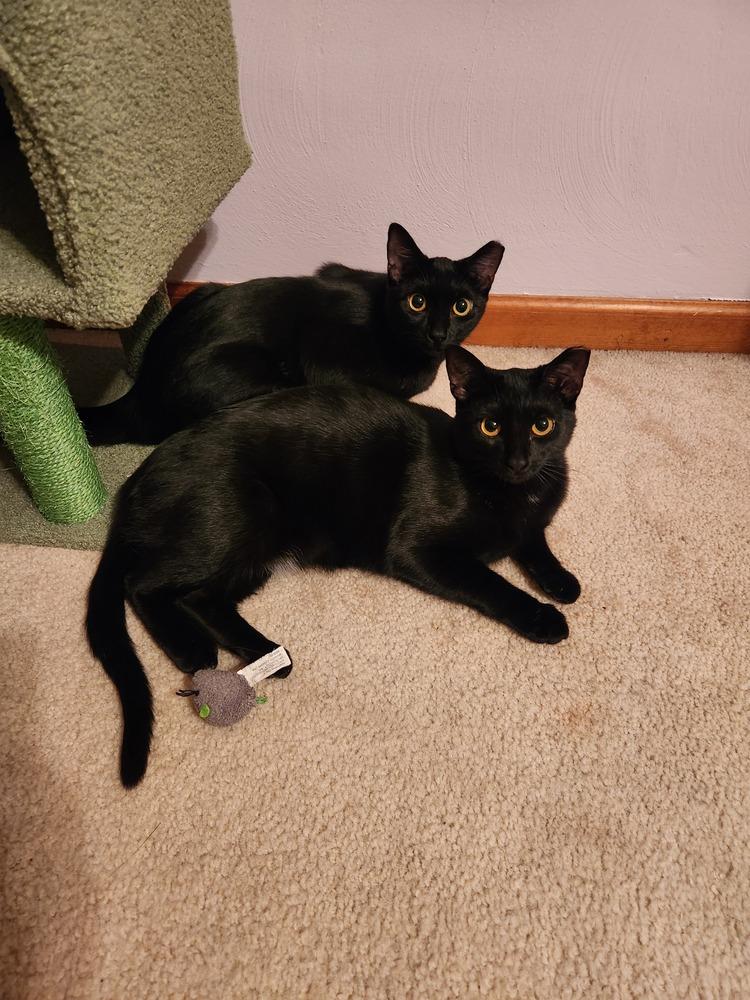 Meredith, a Adoptable Domestic Short Hair in Virginia Beach, VA image 5/6