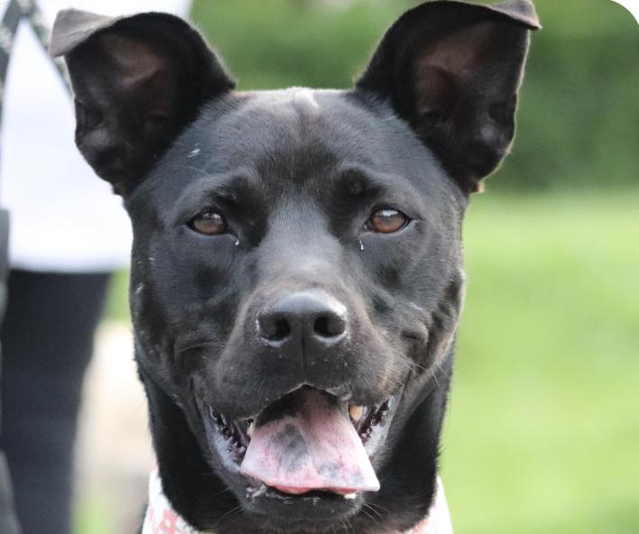 Pony, adopted, Adult Female Mountain Dog & Hound.