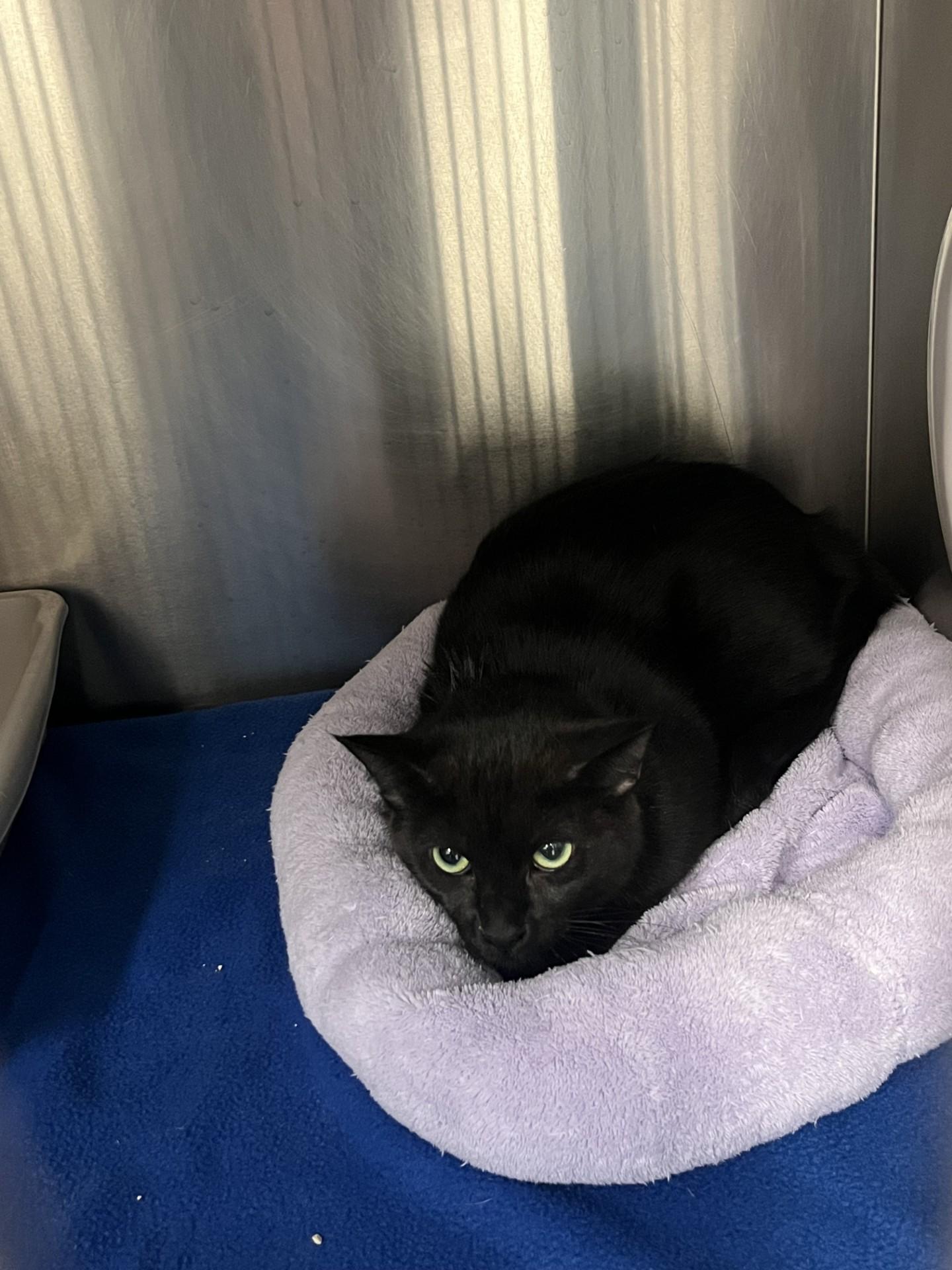 Bonbon, adoptable, Young Female Domestic Short Hair.