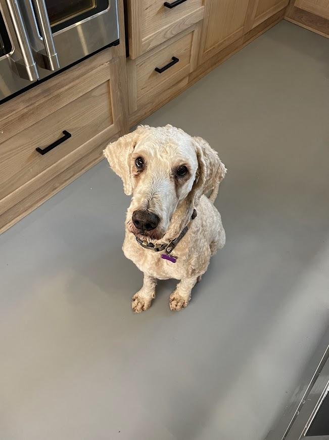 Enlarge Cofi, a ADOPTABLE Labradoodle in Jackson, MS image 3/3