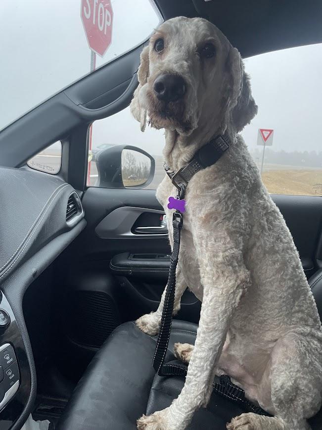 Enlarge Cofi, a ADOPTABLE Labradoodle in Jackson, MS image 2/3