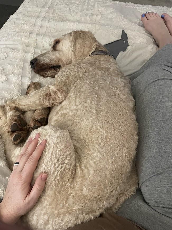 Cofi, ADOPTABLE, Adult Male Labradoodle.