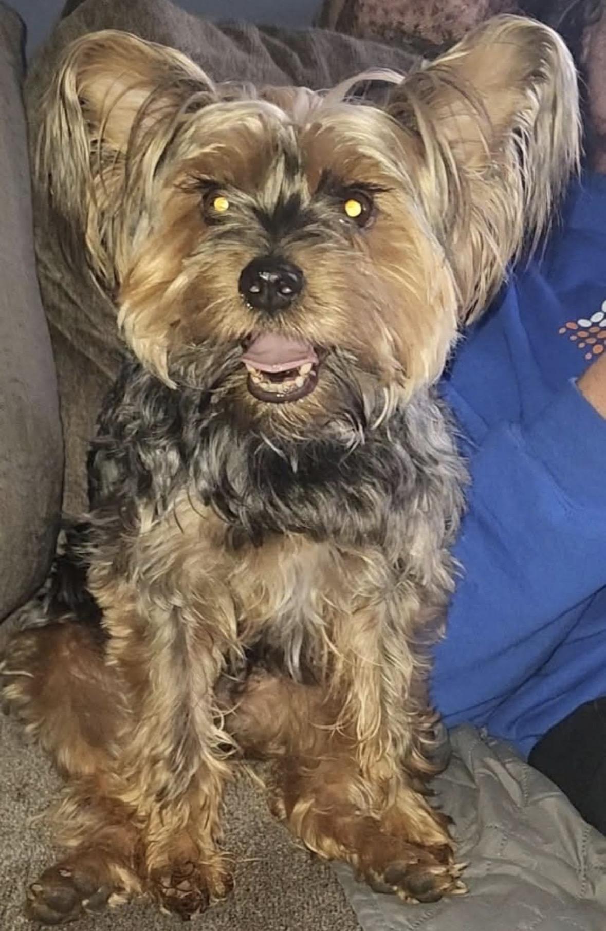 Jax, ADOPTABLE, Adult Male Yorkshire Terrier.