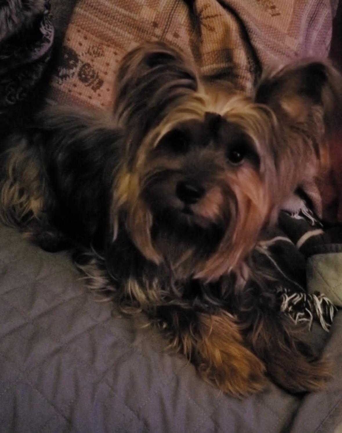 Jax, a ADOPTABLE Yorkshire Terrier in Taunton, MA image 2/3