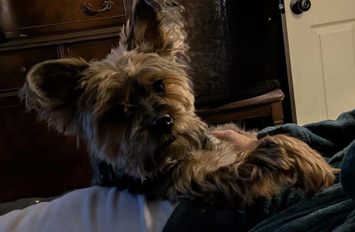 Jax, a ADOPTABLE Yorkshire Terrier in Taunton, MA image 3/3