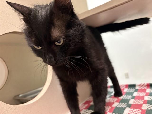 Enlarge GINNY, a Adoptable Domestic Short Hair in Pueblo, CO image 1/1