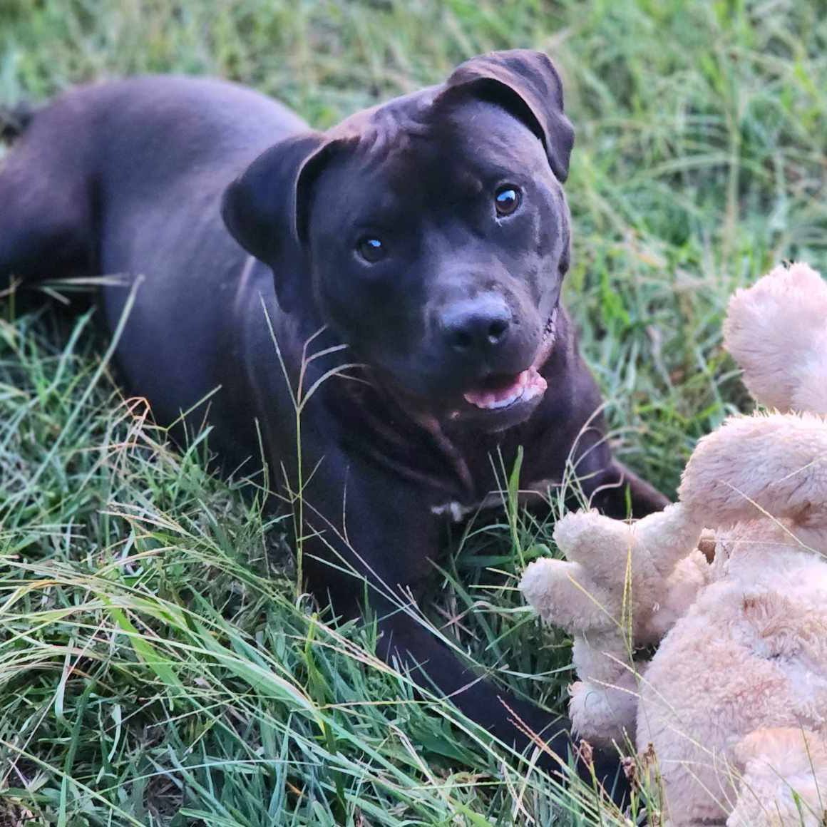 Dog for adoption Dema, a Terrier Mix in Ferrisburgh, VT Petfinder