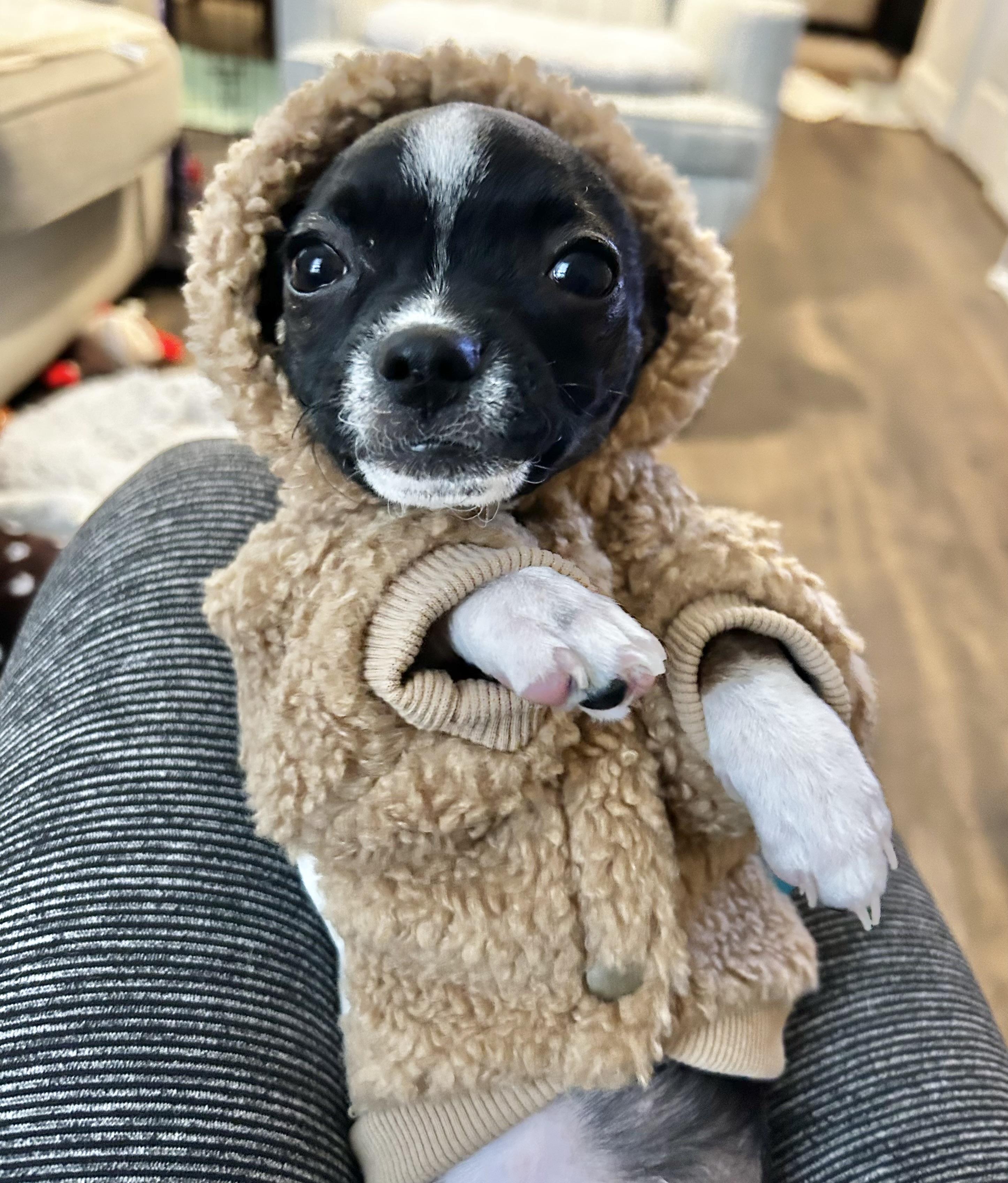 Blueberry , ADOPTABLE, Young Female Chihuahua.