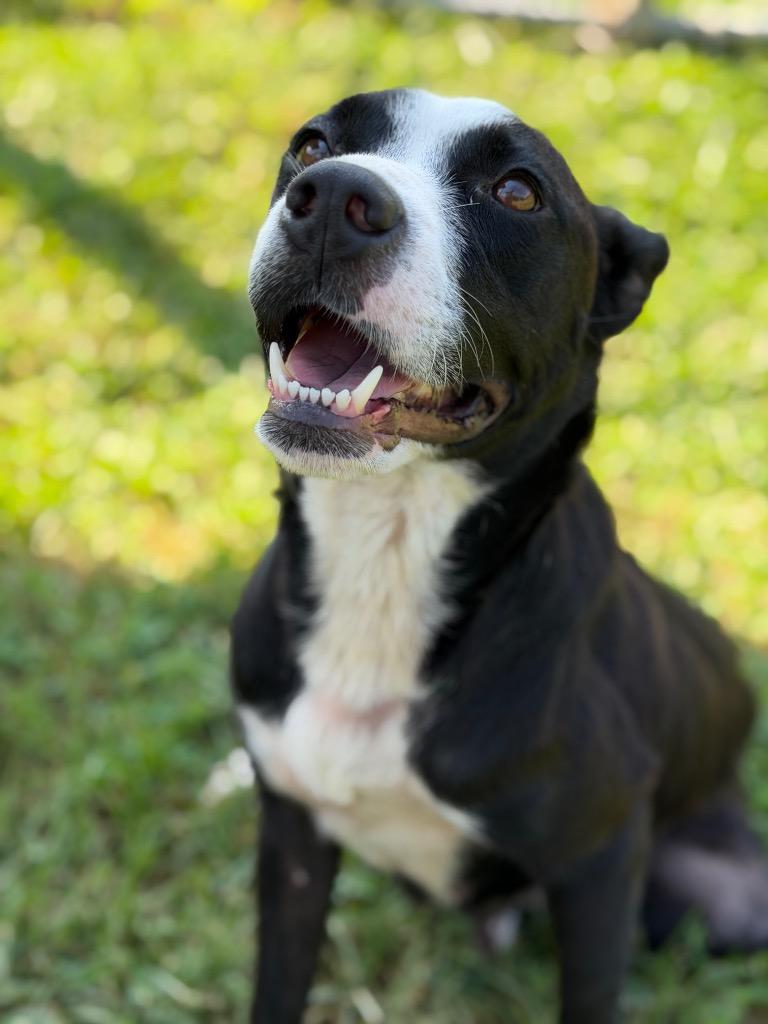Tennessee, Adoptable, Young Female Pit Bull Terrier & Mixed Breed.