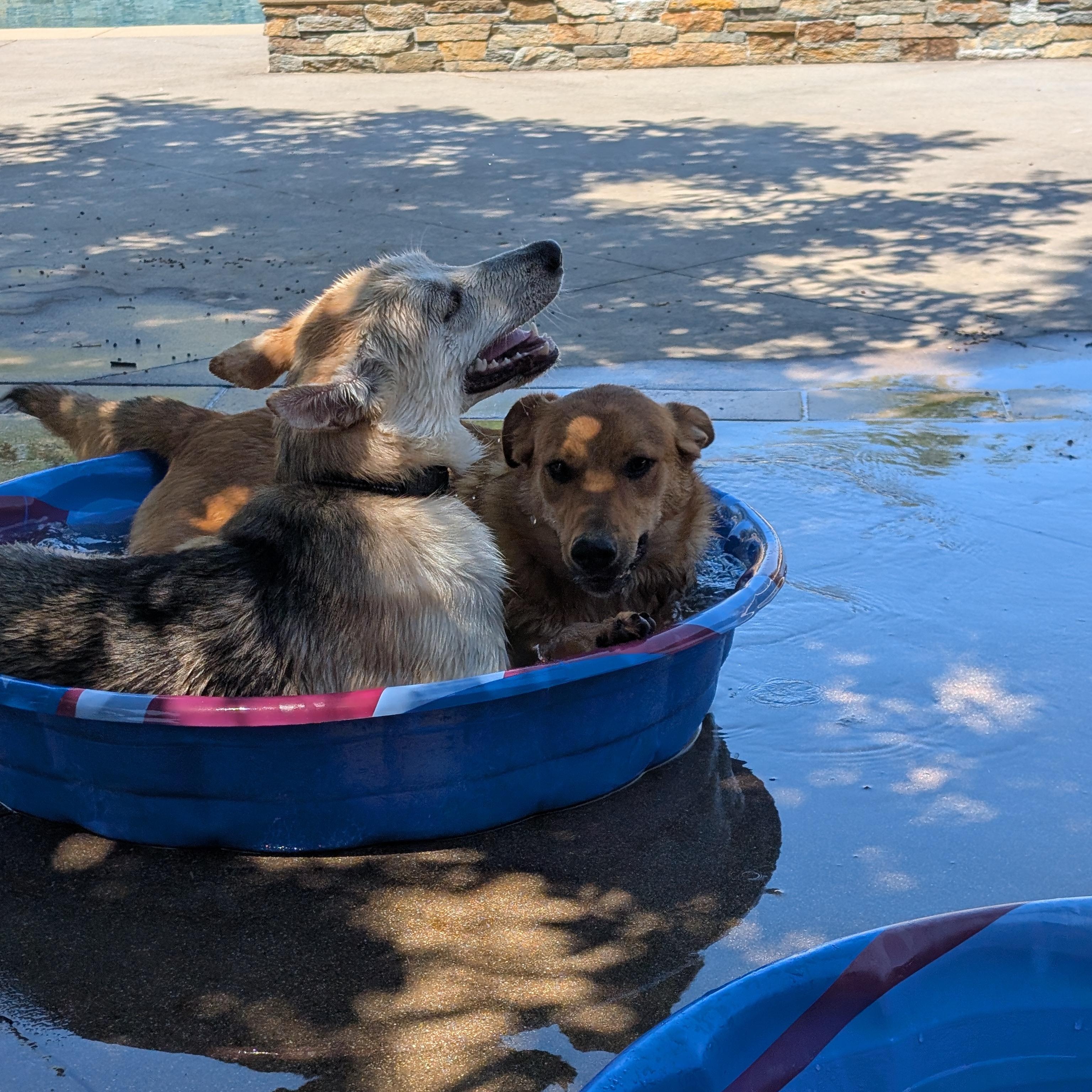 Enlarge Clarice, a Adoptable mixed breed in Perris, CA image 5/6