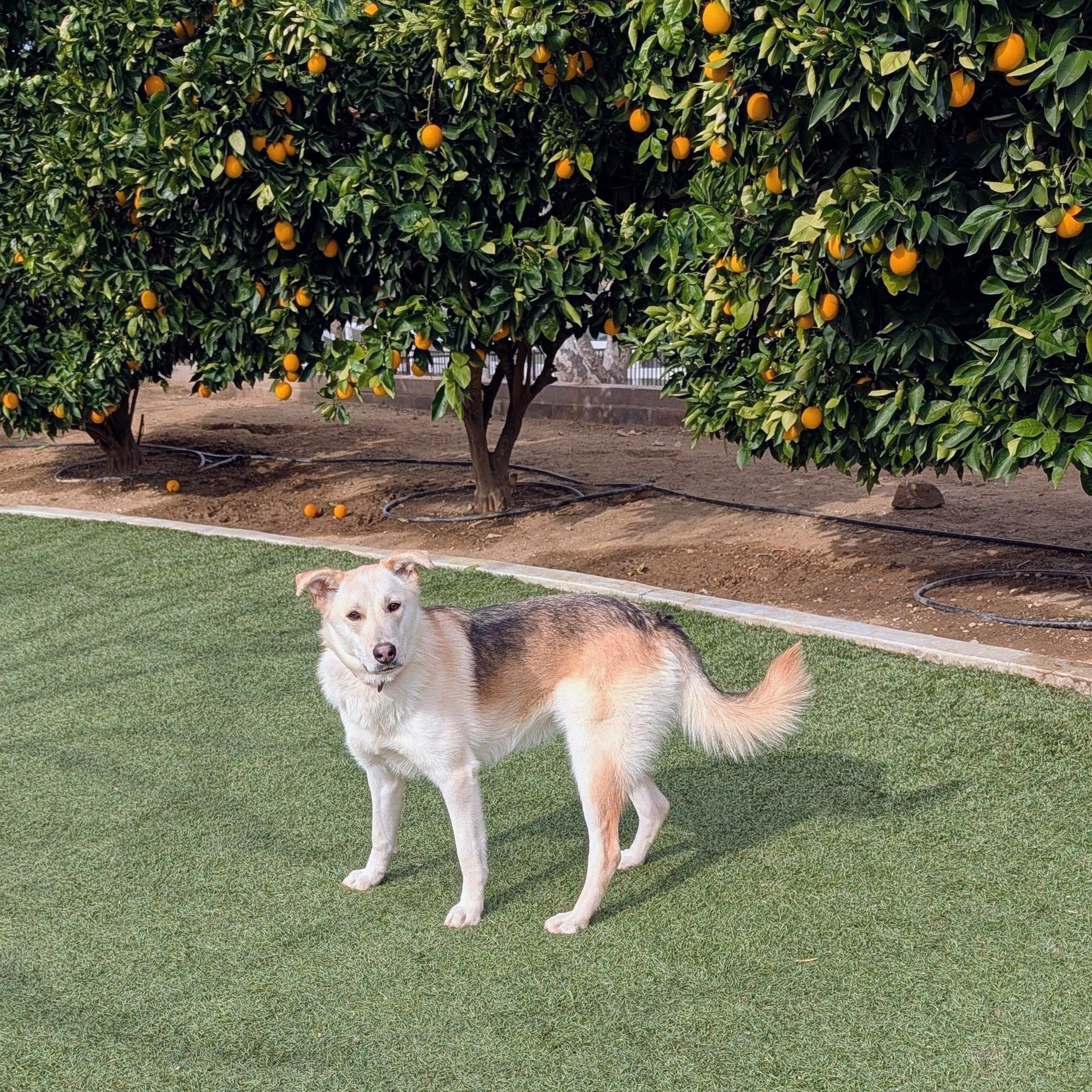 Clarice, a Adoptable mixed breed in Perris, CA image 6/6