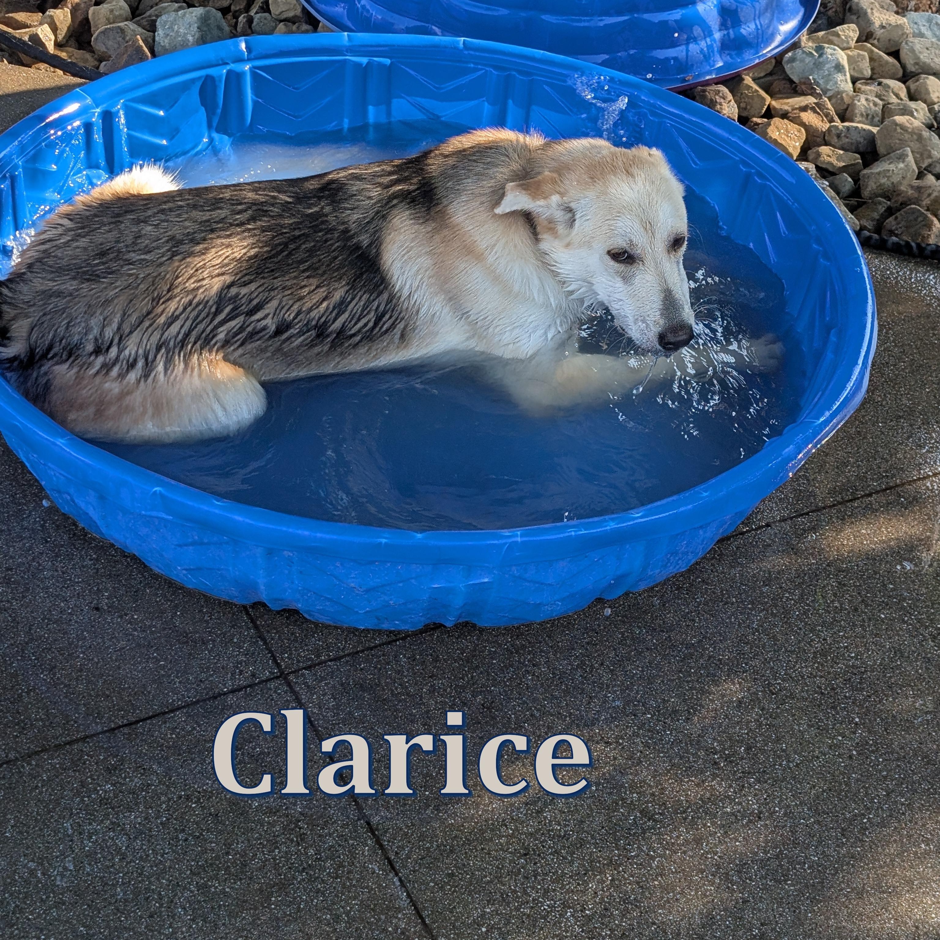 Enlarge Clarice, a Adoptable mixed breed in Perris, CA image 4/6