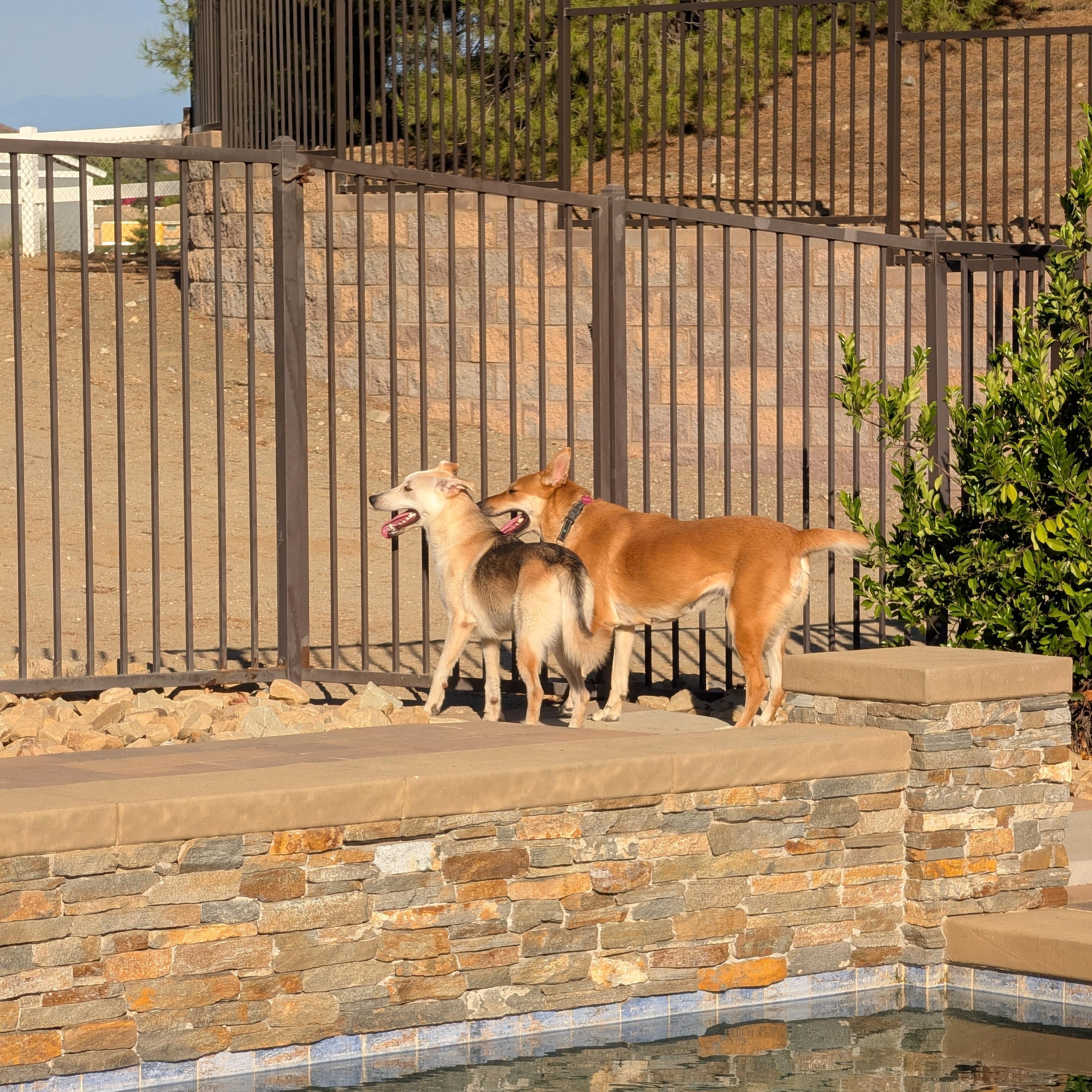 Enlarge Clarice, a Adoptable mixed breed in Perris, CA image 6/6