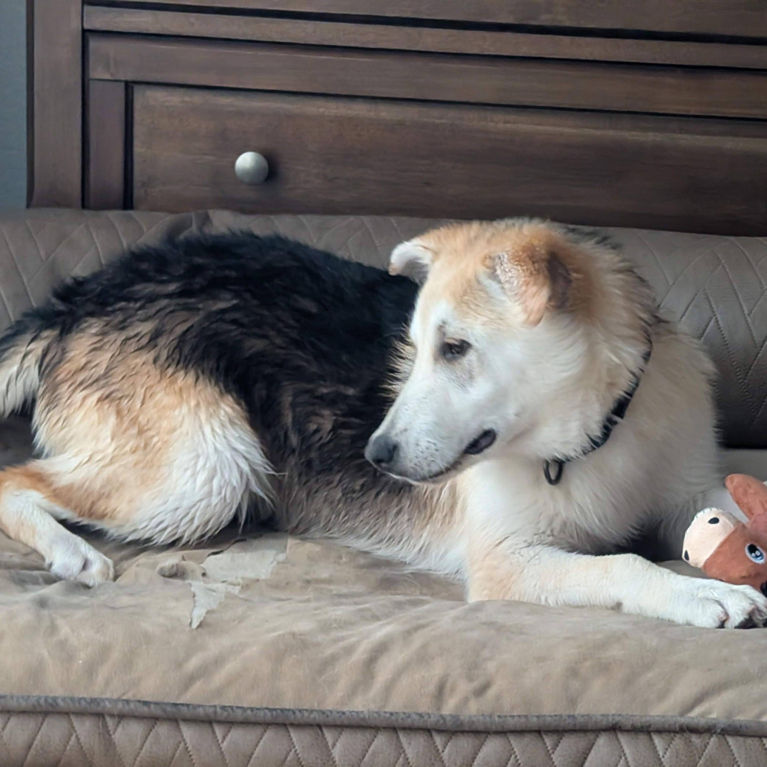 Enlarge Clarice, a Adoptable mixed breed in Perris, CA image 2/6