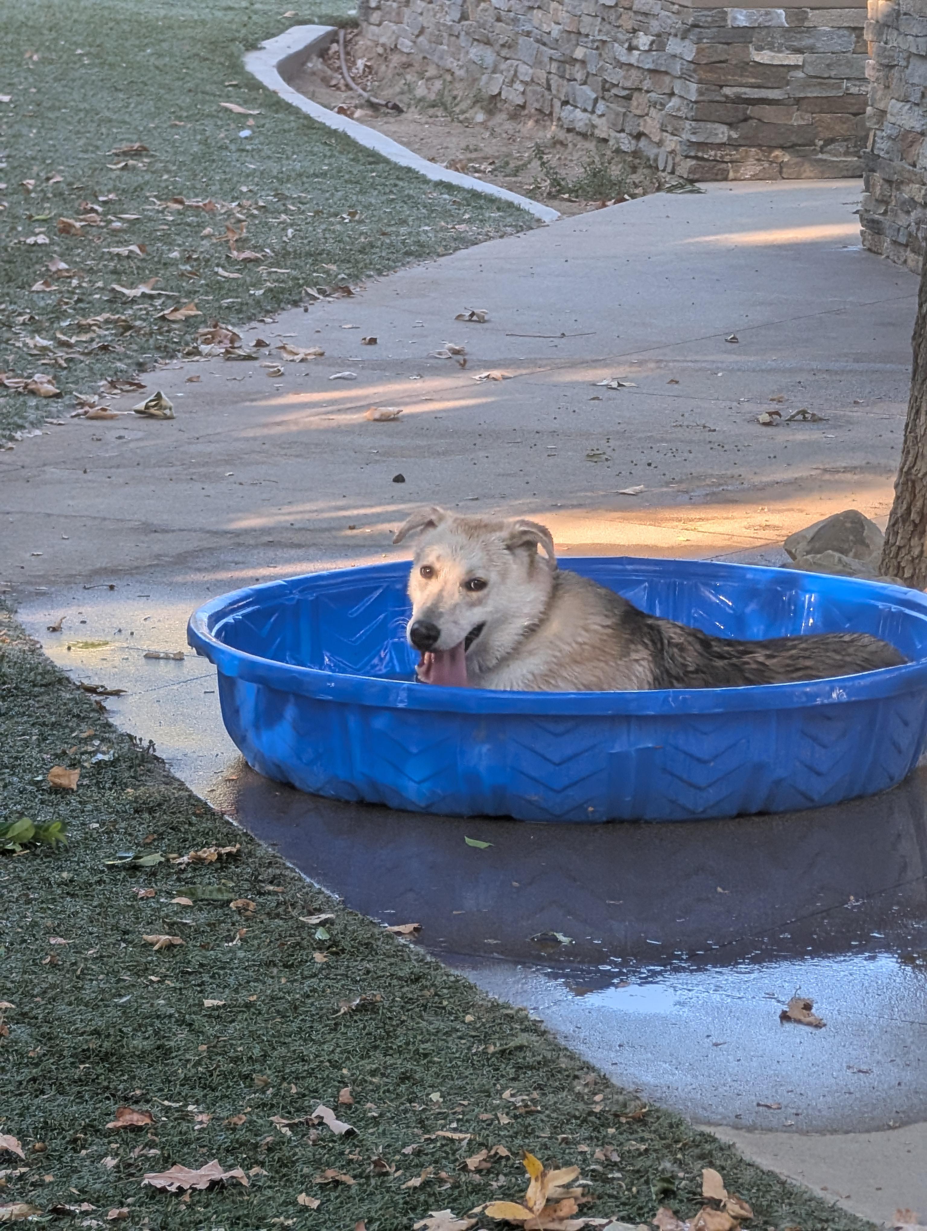 Enlarge Clarice, a Adoptable mixed breed in Perris, CA image 3/6