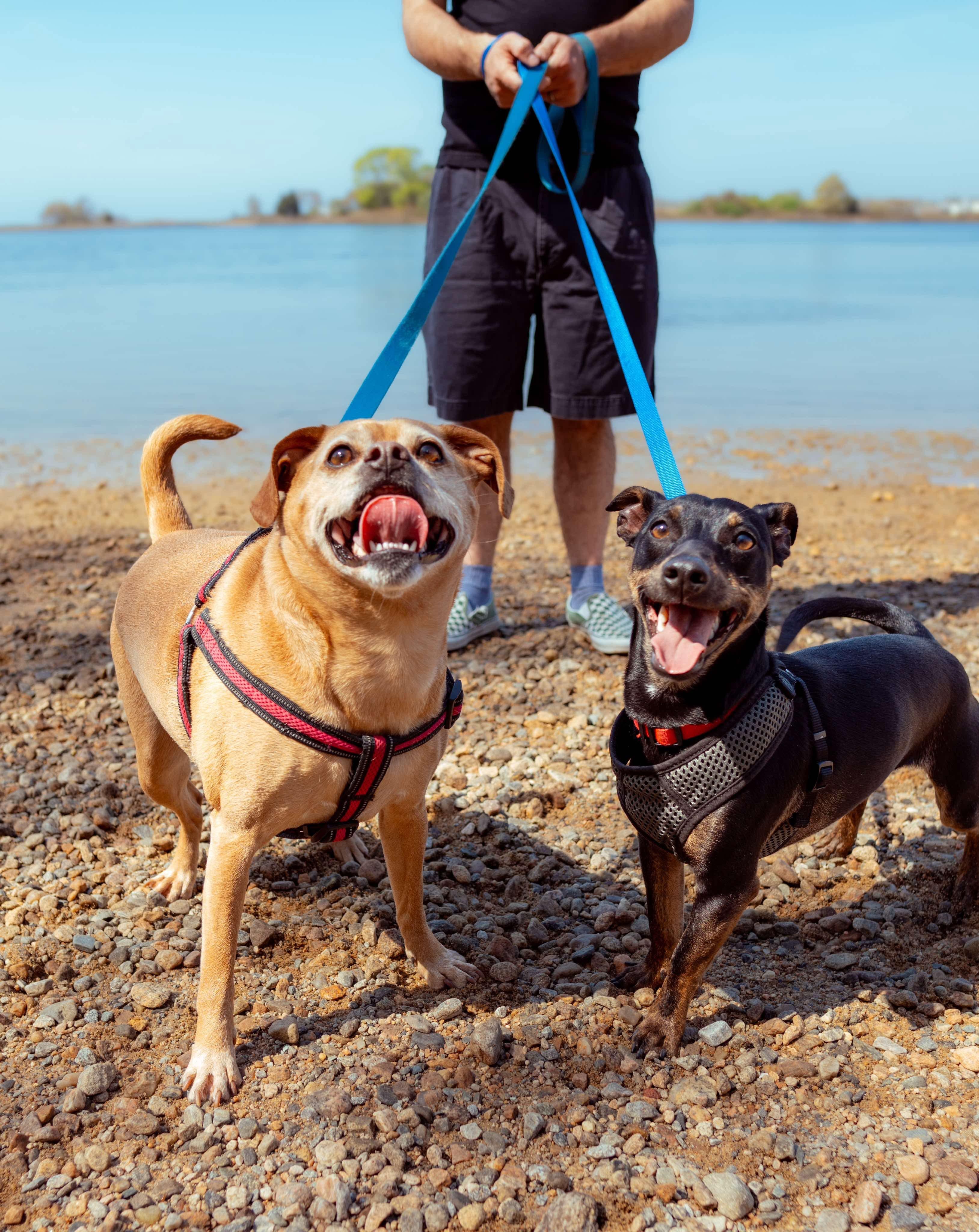 Troy and Adrienne, a Adoptable mixed breed in Griswold, CT image 1/5