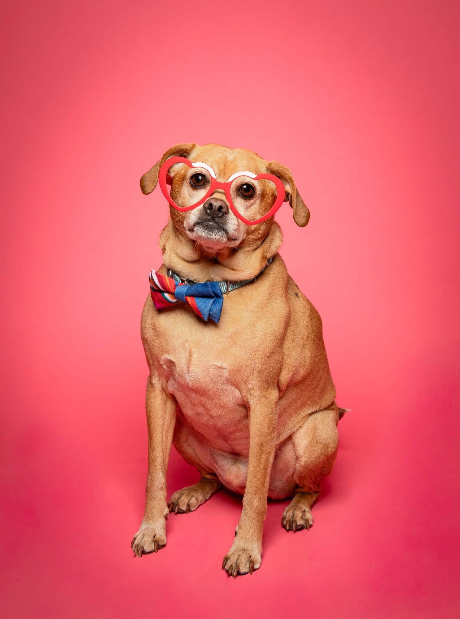 Enlarge Troy and Adrienne, a Adoptable mixed breed in Griswold, CT image 2/5