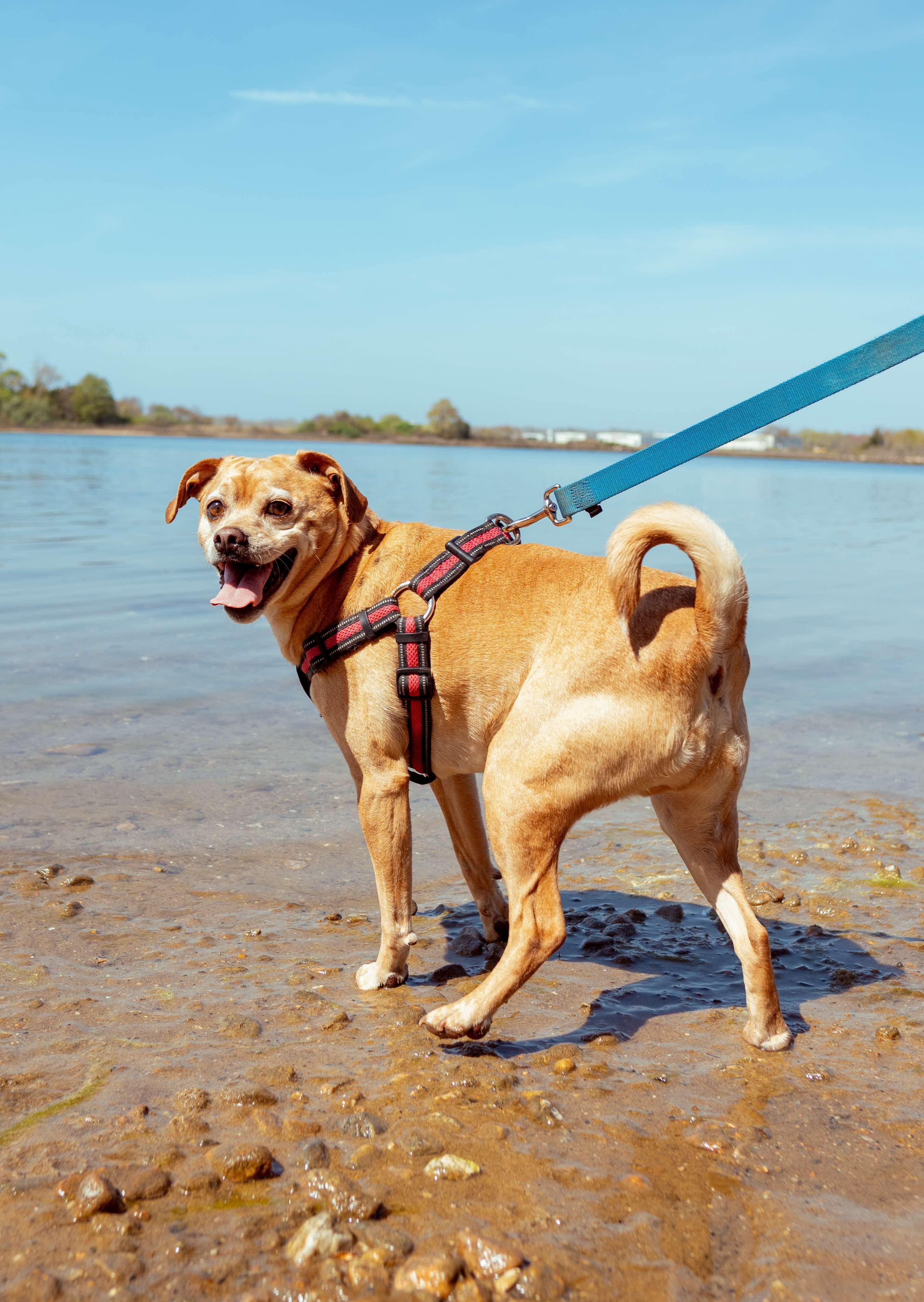 Troy and Adrienne, a Adoptable mixed breed in Griswold, CT image 3/5