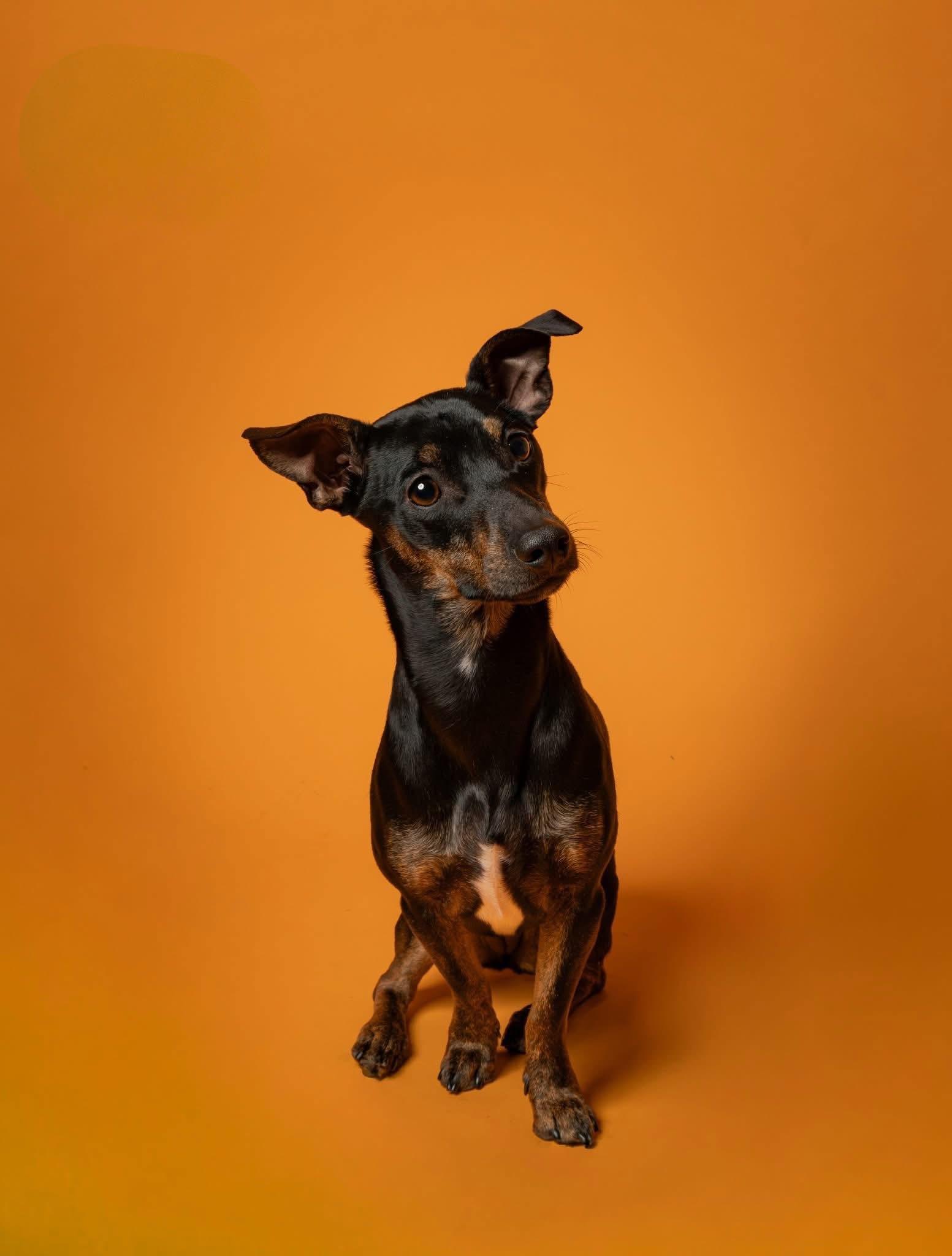 Enlarge Troy and Adrienne, a Adoptable mixed breed in Griswold, CT image 3/5