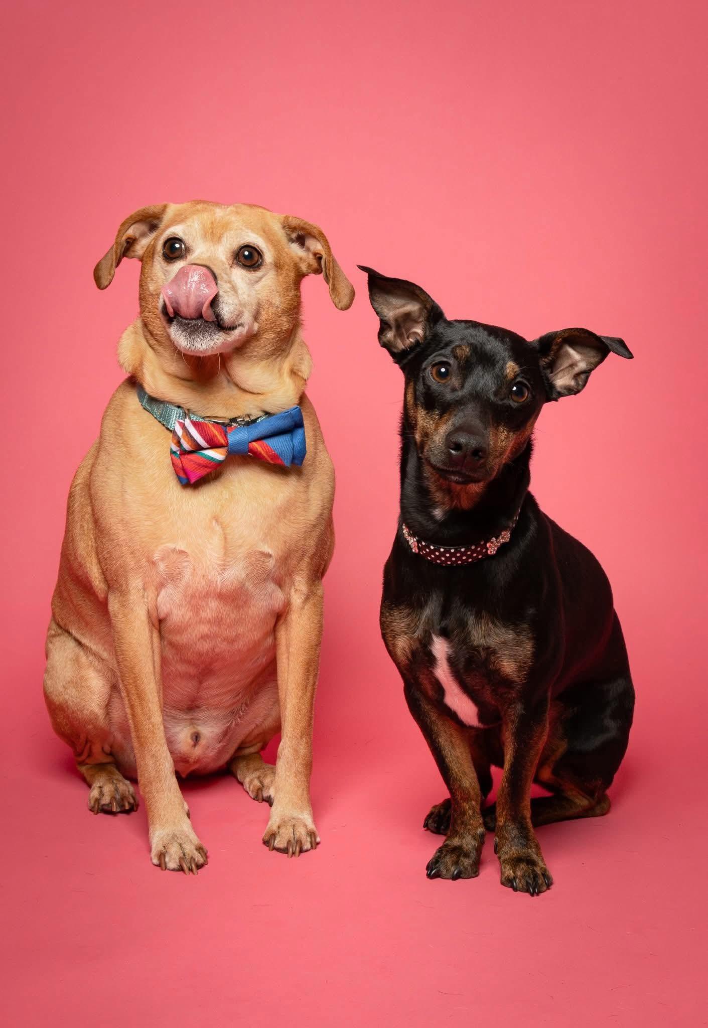 Enlarge Troy and Adrienne, a Adoptable mixed breed in Griswold, CT image 1/5