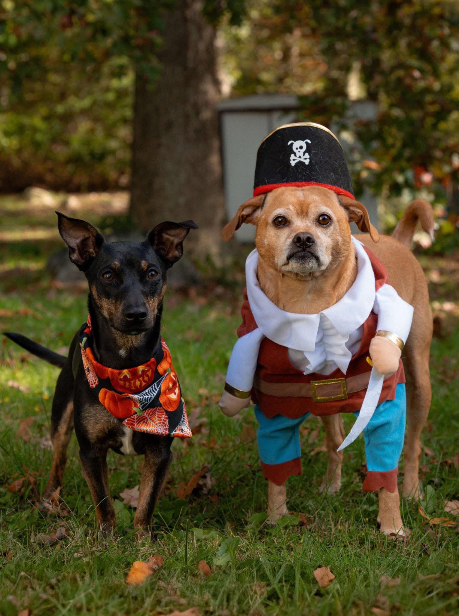 Troy and Adrienne, a Adoptable mixed breed in Griswold, CT image 2/5