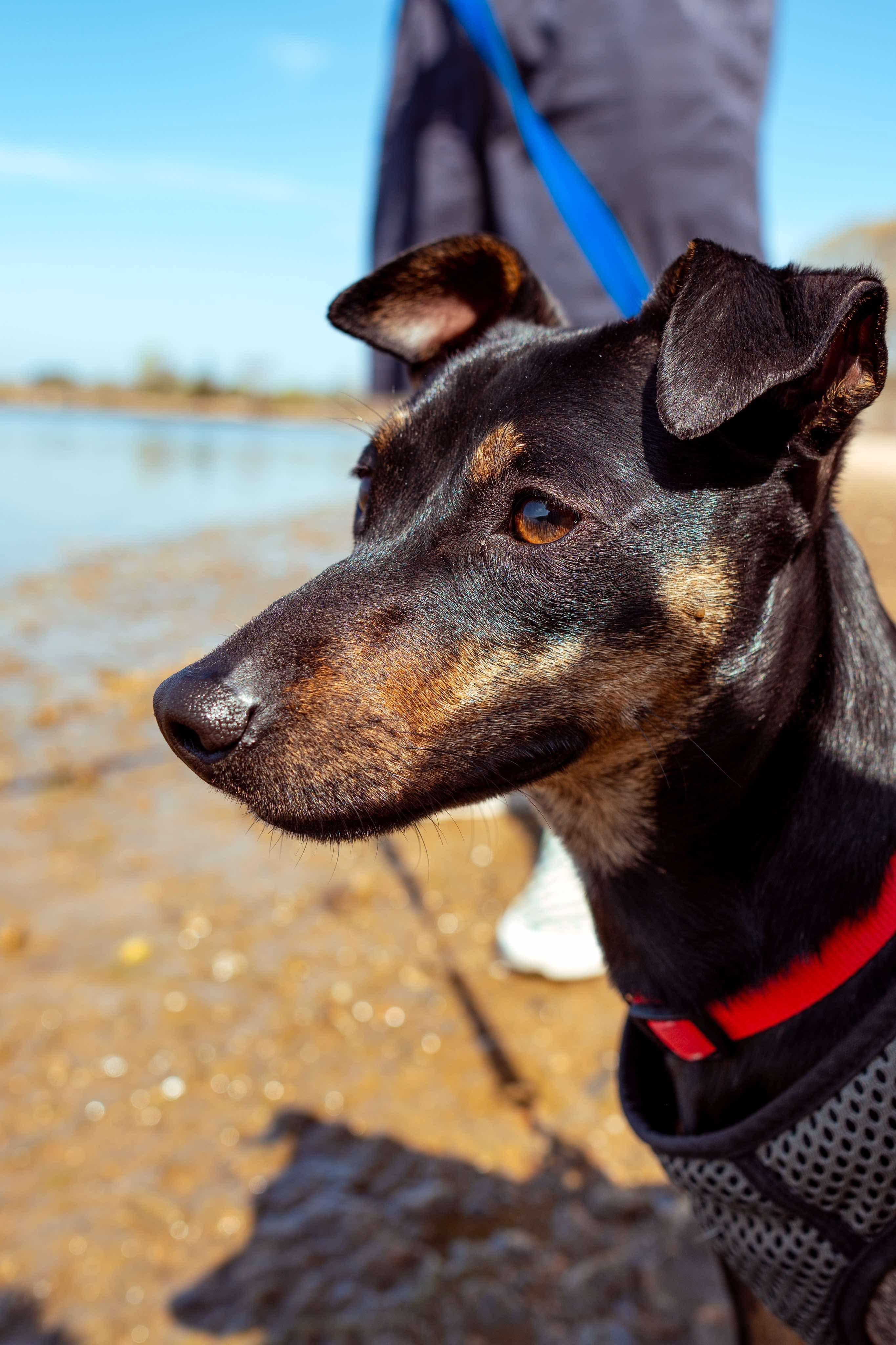 Troy and Adrienne, a Adoptable mixed breed in Griswold, CT image 5/5