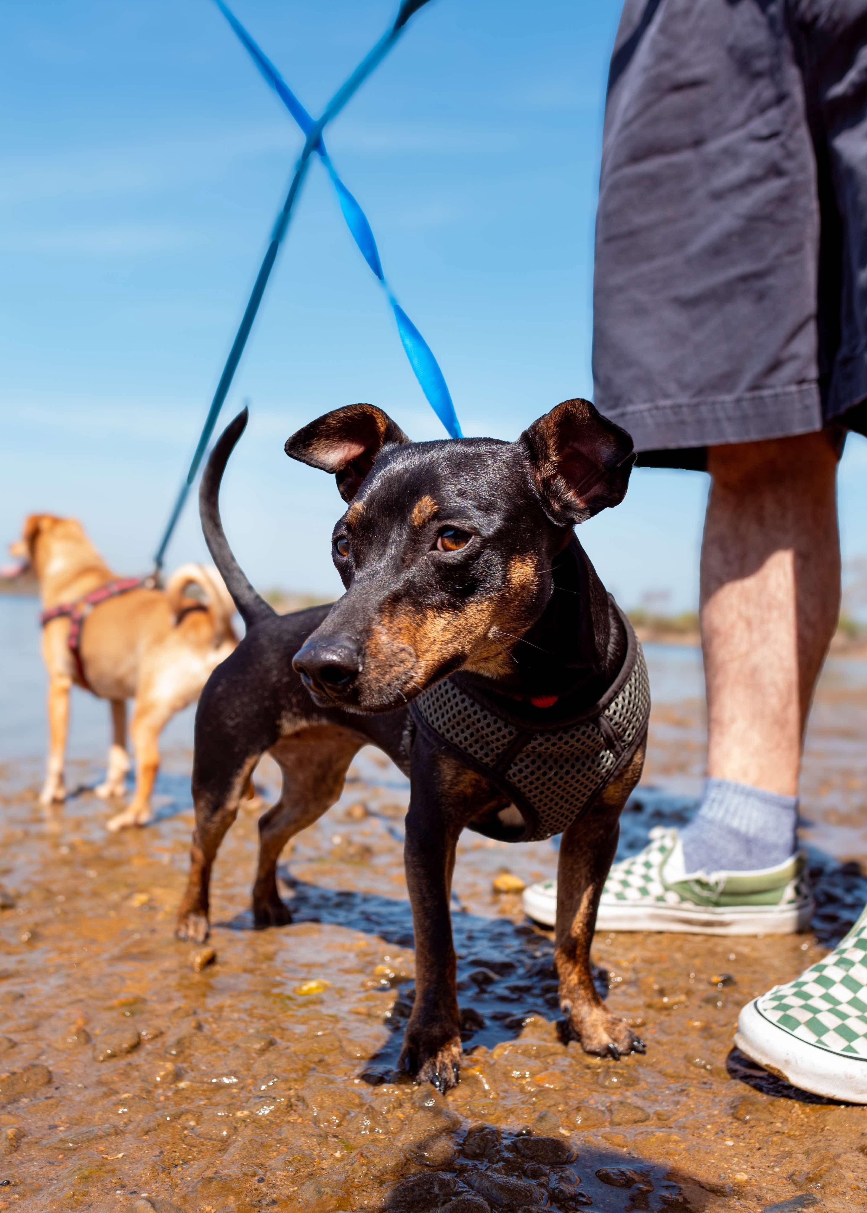 Troy and Adrienne, a Adoptable mixed breed in Griswold, CT image 4/5