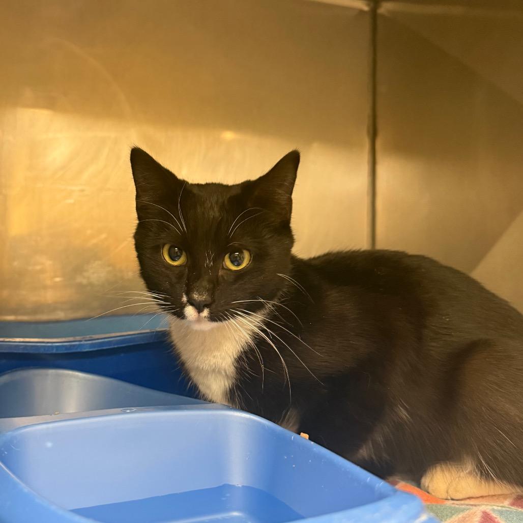 Enlarge Socks, a Adoptable Domestic Short Hair in Palestine, TX image 1/2