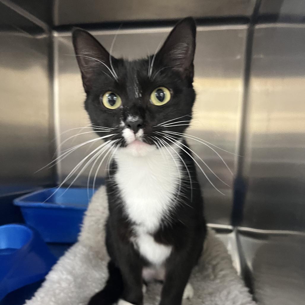 Enlarge Socks, a Adoptable Domestic Short Hair in Palestine, TX image 2/2