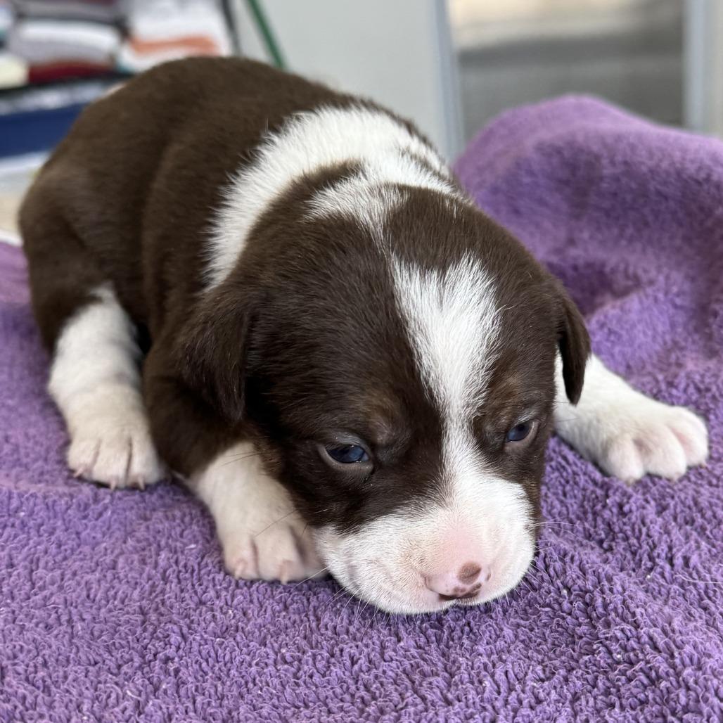 665 (2026) Zucchini, Adoptable, Puppy Male Shepherd & Pit Bull Terrier.