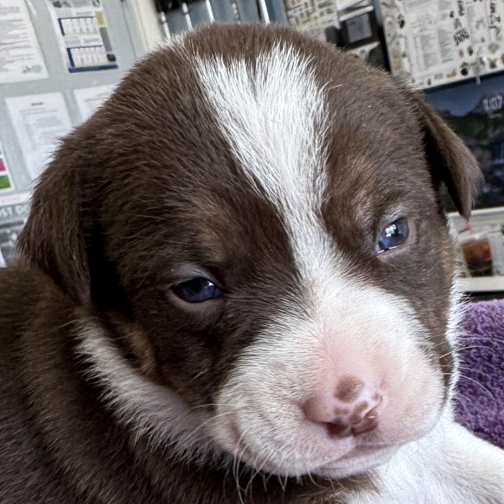 665 (2026) Zucchini, a Adoptable mixed breed in Parker, CO image 2/6