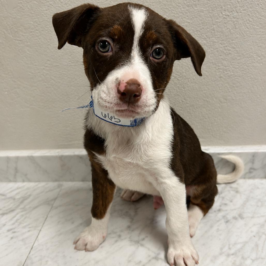 665 (2026) Zucchini, a Adoptable mixed breed in Parker, CO image 4/6