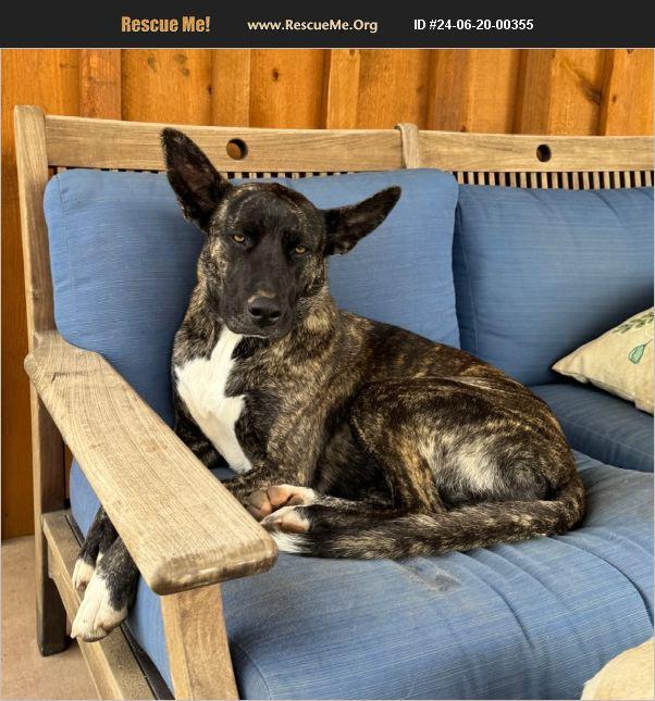 Diane, a Adoptable mixed breed in Coarsegold, CA image 2/2