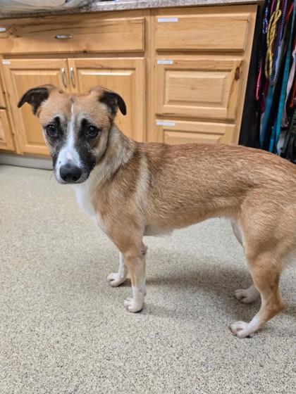 Enlarge Peanut, a Adoptable mixed breed in Harbor Springs, MI image 1/1