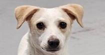 Wishbone, Adoptable, Adult Female Jack Russell Terrier.