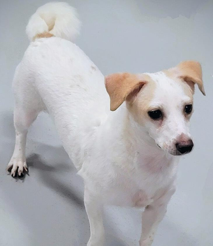 Wishbone, a Adoptable mixed breed in Studio City, CA image 2/5