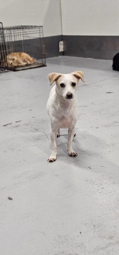 Wishbone, a Adoptable mixed breed in Studio City, CA image 5/5