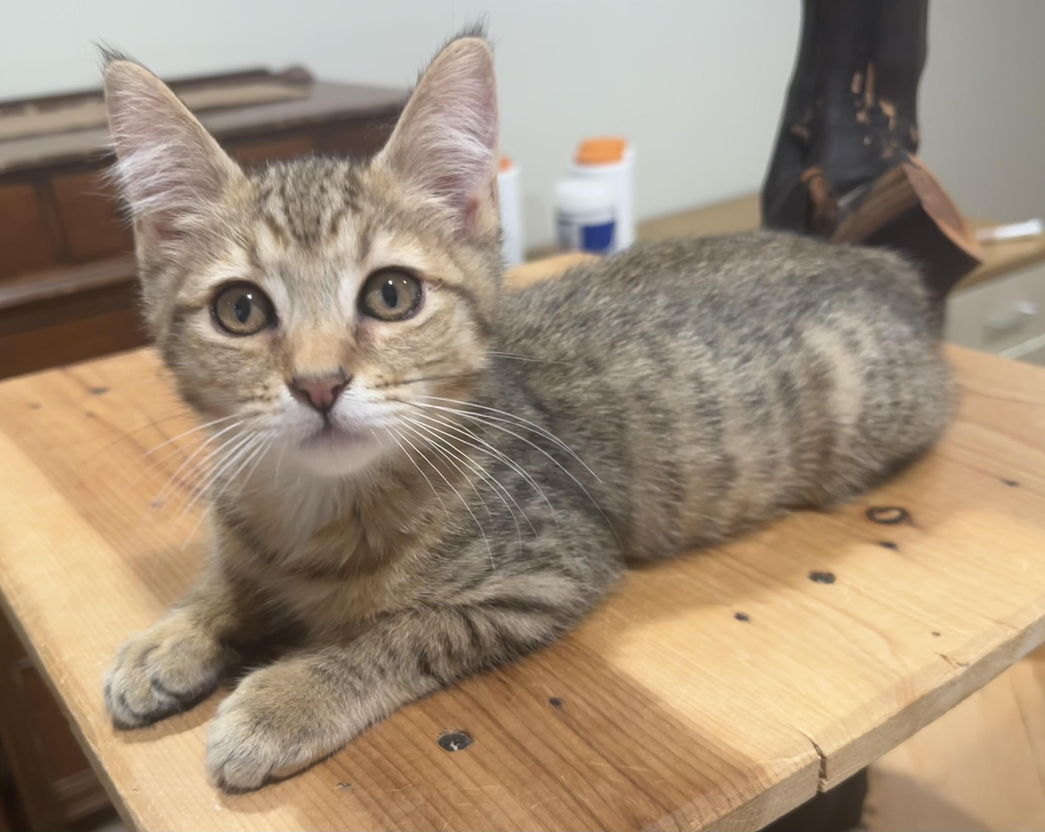 Stacy & Siblings, a Adoptable Domestic Short Hair in South San Francisco, CA image 3/6