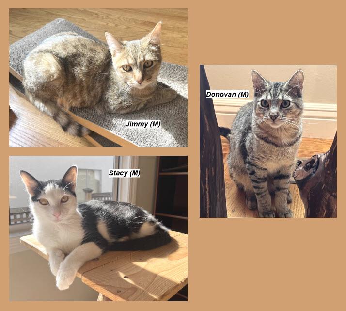 Donovan & Jimmy & Stacy, Adoptable, Kitten Male Domestic Short Hair.