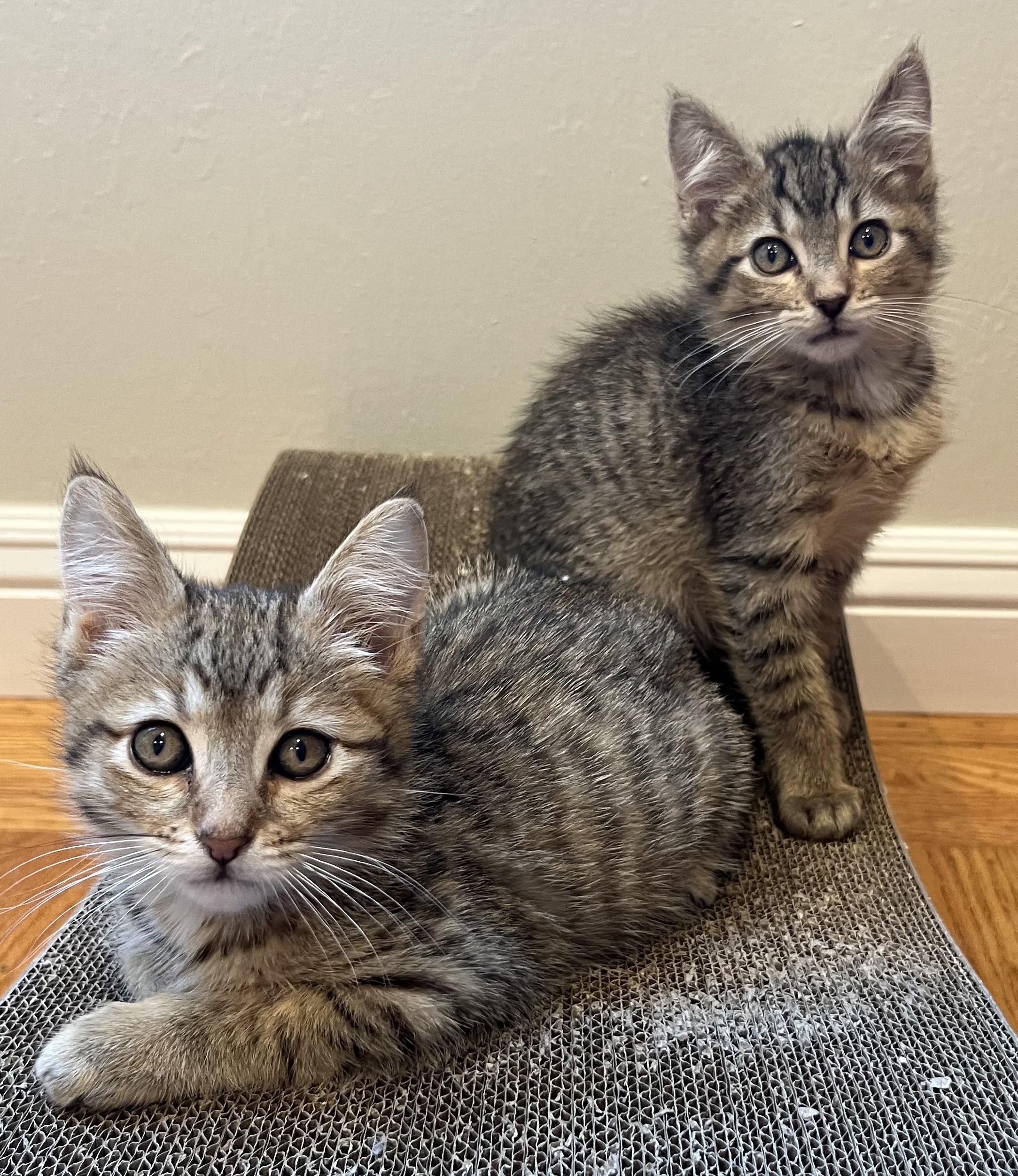Stacy & Siblings, a Adoptable Domestic Short Hair in South San Francisco, CA image 5/6