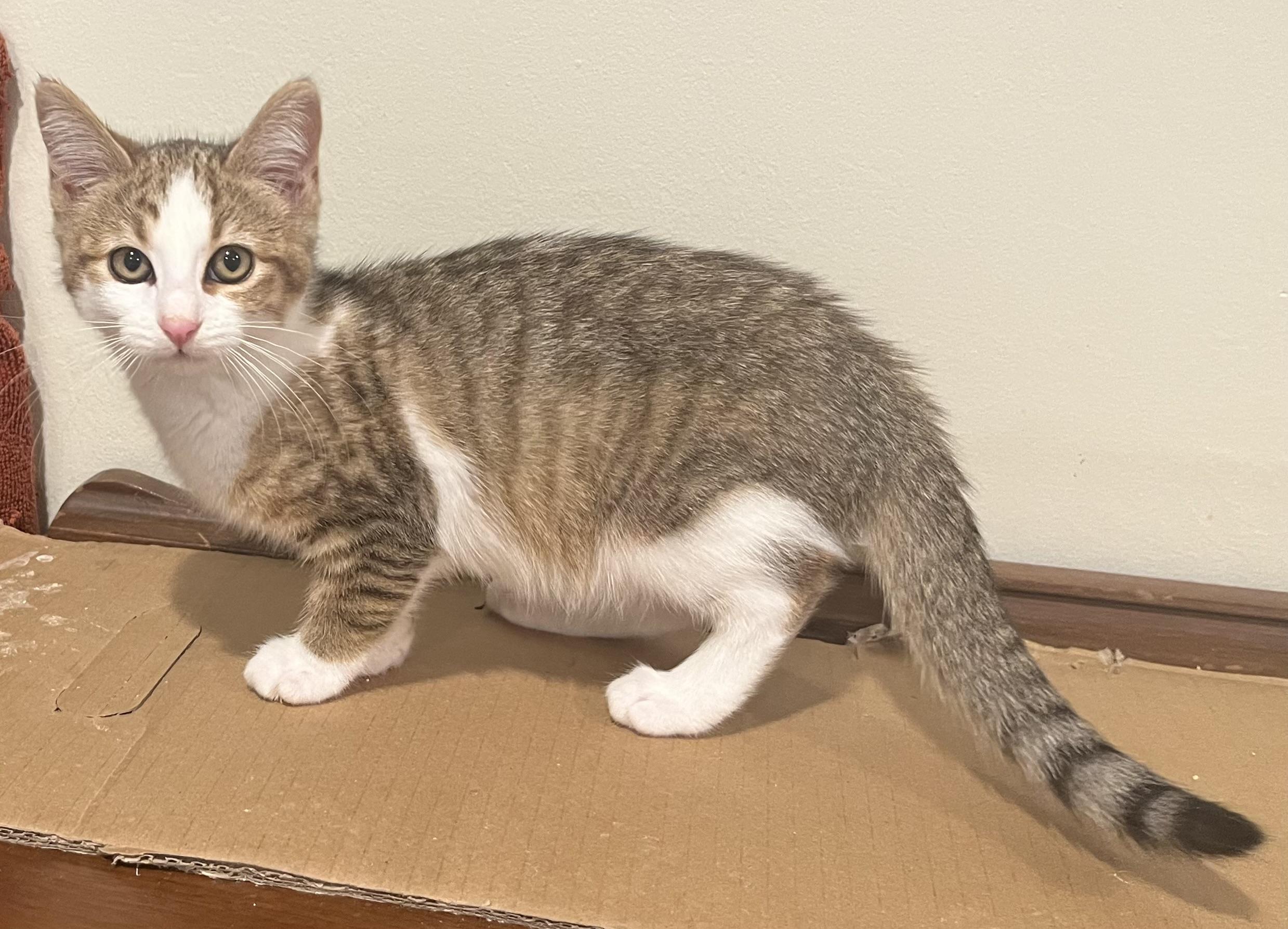 Stacy & Siblings, a Adoptable Domestic Short Hair in South San Francisco, CA image 4/6